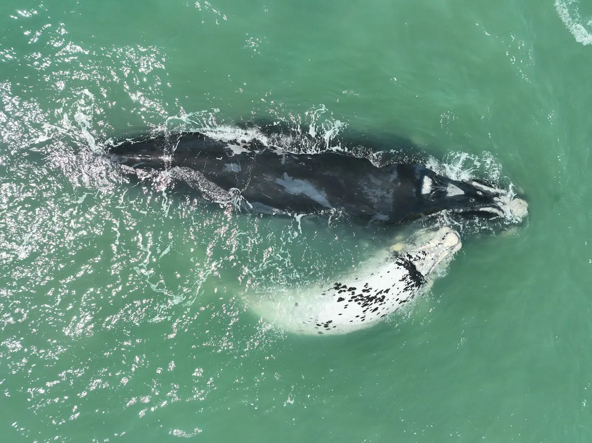 Baleia-franca com filhote no mar em frente à pousada